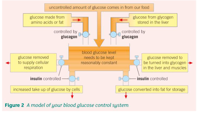 Pogil Control of Blood Sugar Levels Answer Key