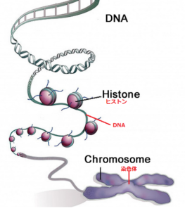【噂】 Dna と 染色体 の 違い 最新写真集＆動画まとめ #781