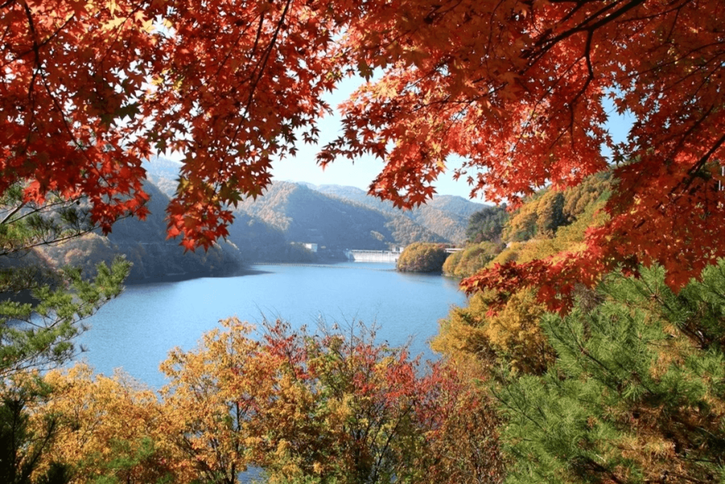真紅に染まる箕輪ダム！もみじ湖の息をのむ絶景と渋滞回避ルート
