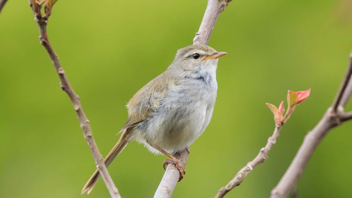 ウグイスの鳴き声の真実！下手な理由と夜鳴きの謎・幸運のサインを解説