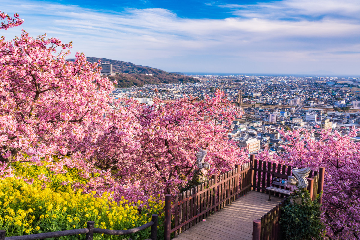 西平畑公園の桜まつり2026！絶景の理由と混雑回避の裏ワザを徹底解説