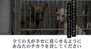【画像あり】 ピース ワンコ ジャパン 悪評 最新出演情報まとめ #959
