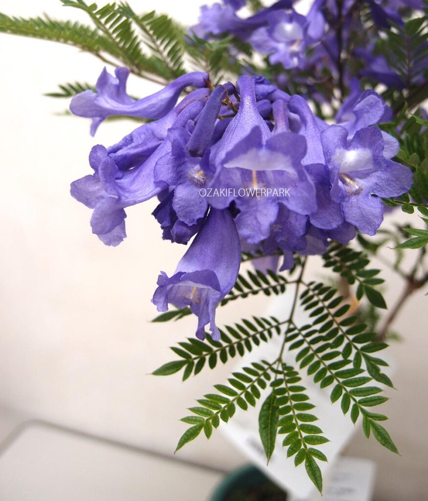 ジャカランダの花が咲かない理由は？【2026最新】国内名所や見頃を徹底解説