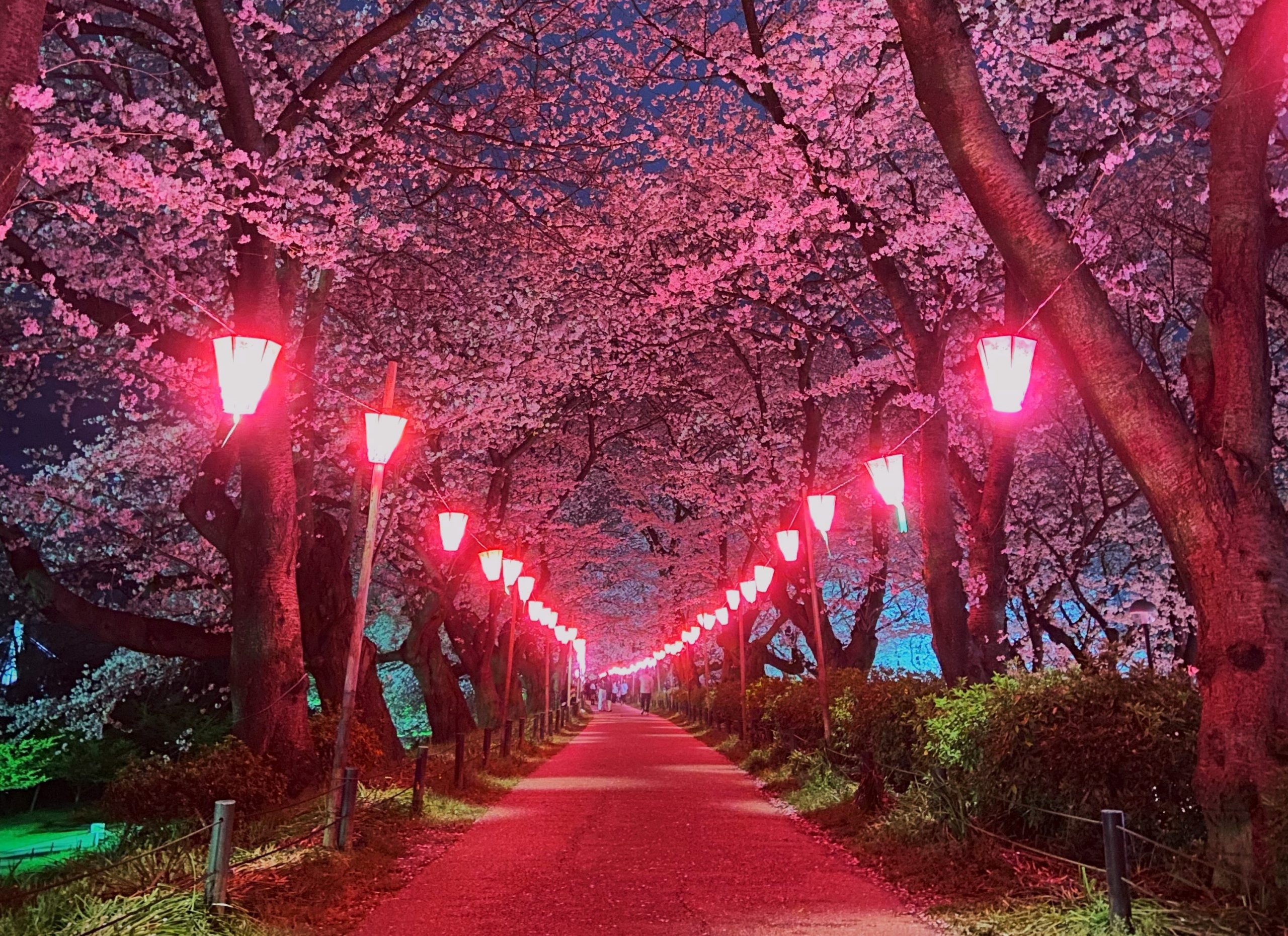 権現堂公園2026完全ガイド！桜と菜の花の同時満開や混雑回避術