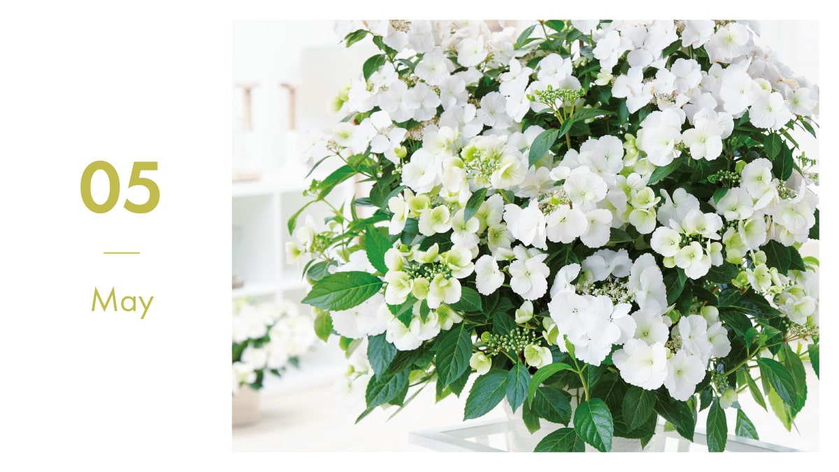 5月に植える花決定版！秋まで咲き続けるおすすめ品種と枯らさない盲点