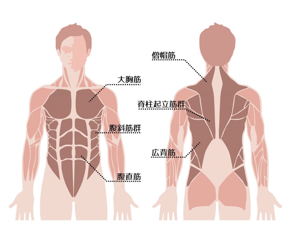 腹筋を割るだけではダメ？最新スポーツ科学が明かす体幹の真実