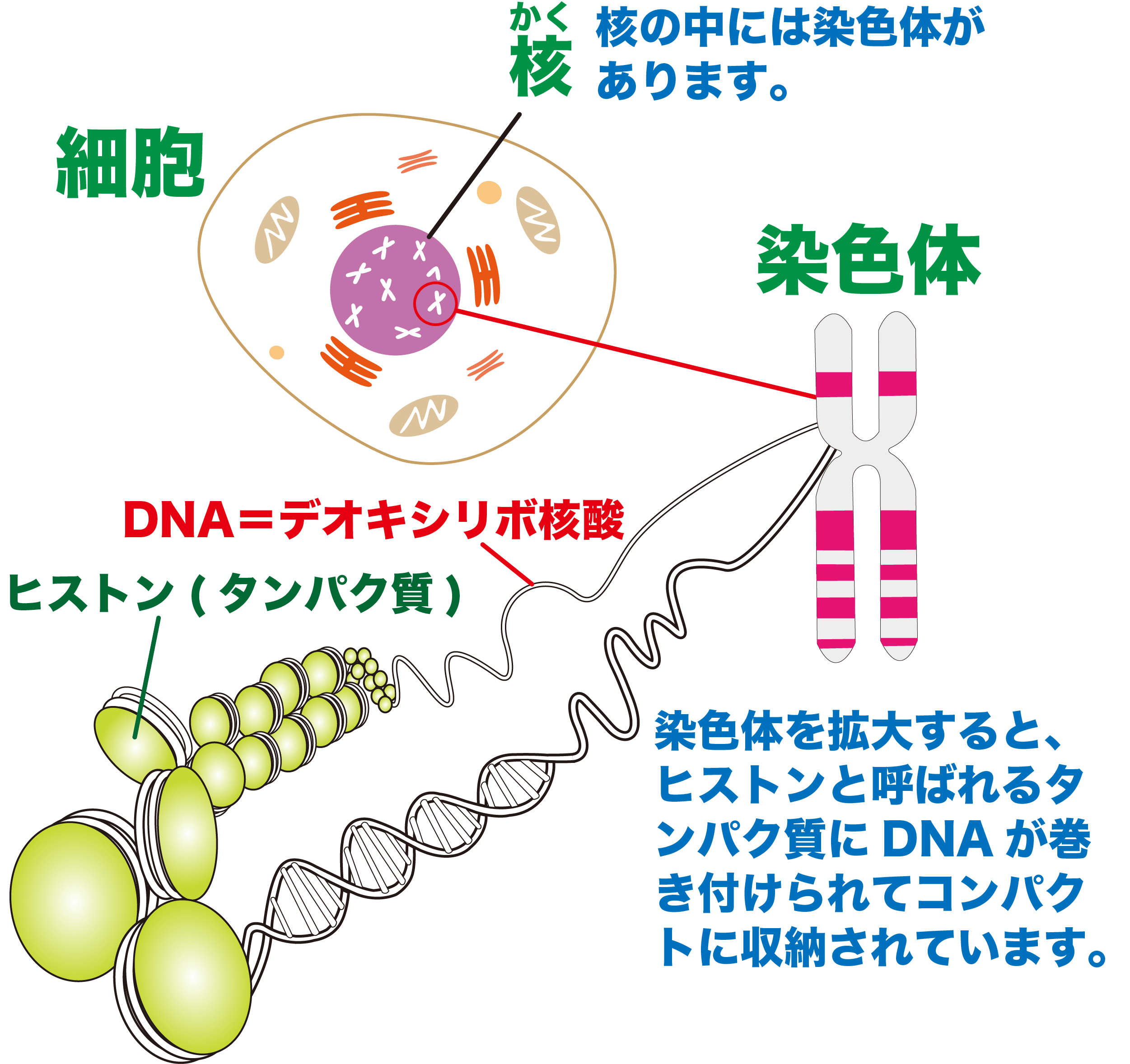 Dnaと染色体の決定的な違いとは？遺伝子・ゲノムの謎を本に例えて解説