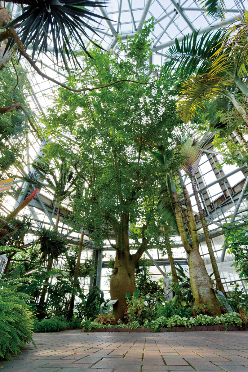 赤塚植物園の見どころ完全ガイド！開花状況や無料の魅力を徹底取材