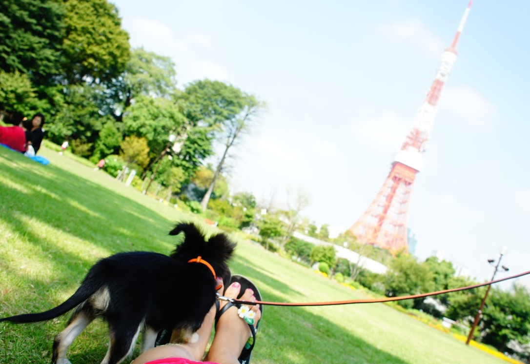 公園の犬散歩でトラブル急増？知るべき規制と愛犬を守る新常識