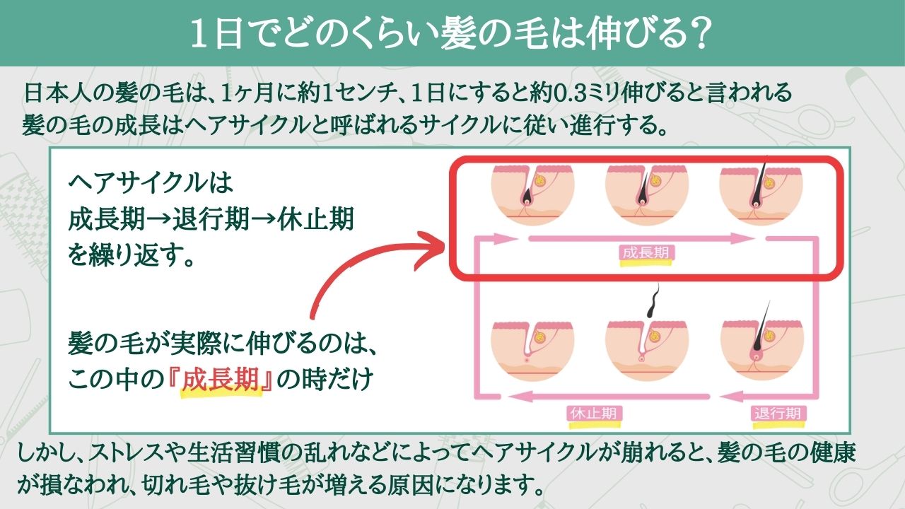 キャベツの栄養は生と加熱で激変！胃腸と美肌を守る正しい食べ方