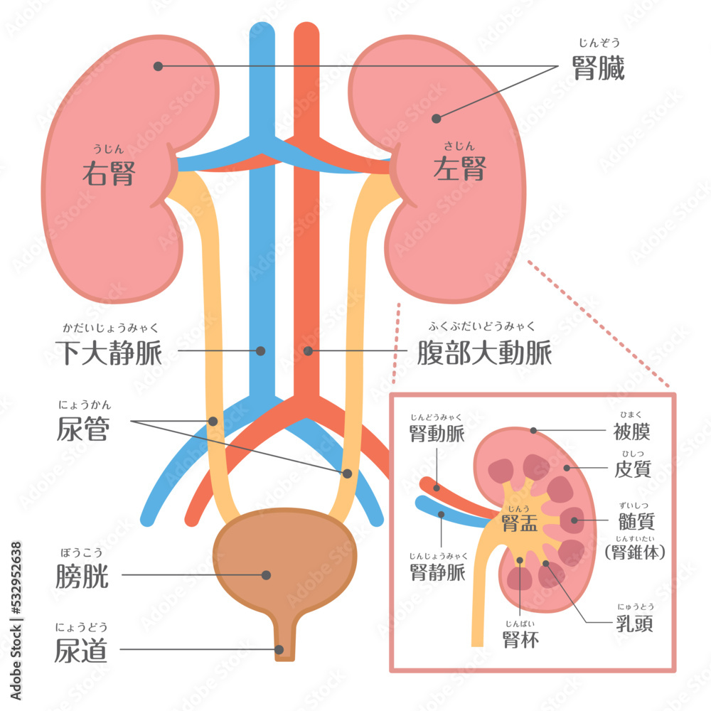 腎臓移植ドナーの真実：命をつなぐ条件と手術リスクを徹底検証