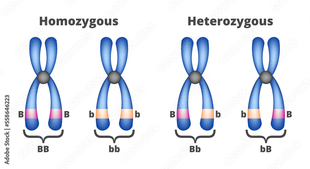 Two Identical Alleles