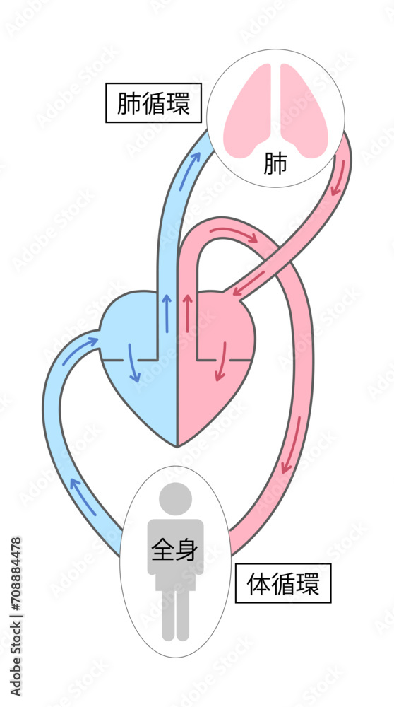 体循環と肺循環の仕組みを完全解説！心臓と血管の血液ルート図鑑