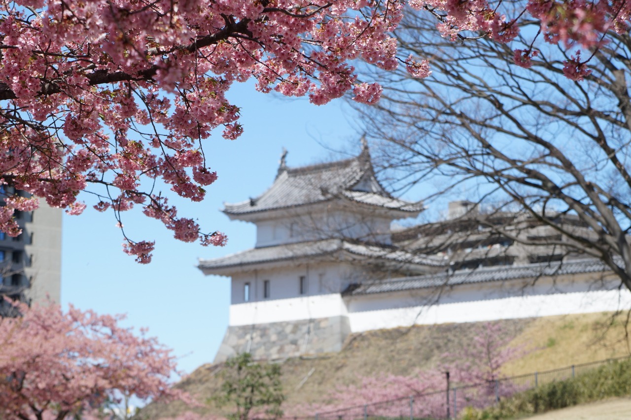 2026年春、宇都宮城址公園が示す都市再生の最適解—早咲き桜とLrtが導く新時代の歴史散策