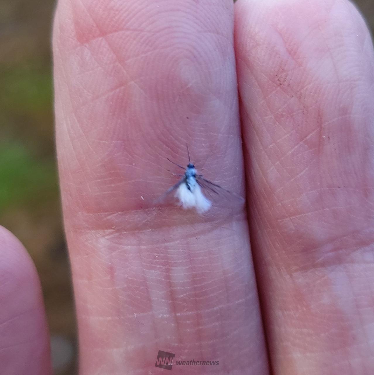 北海道の雪虫大量発生の真相とは？発生時期・臭いや健康被害を防ぐ最新策