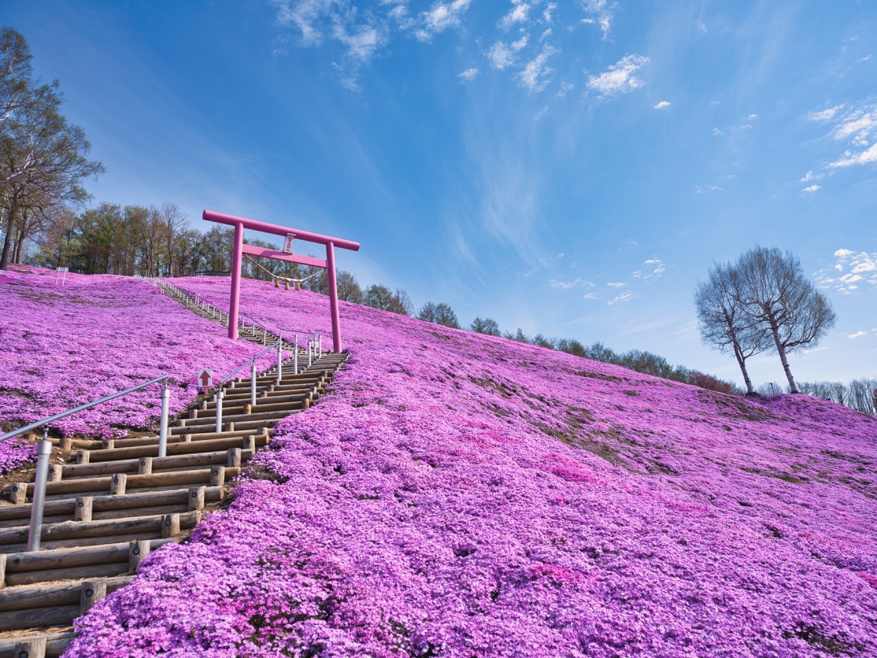 ひがしもこと芝桜公園2026見頃・開花状況！混雑回避と絶景巡り