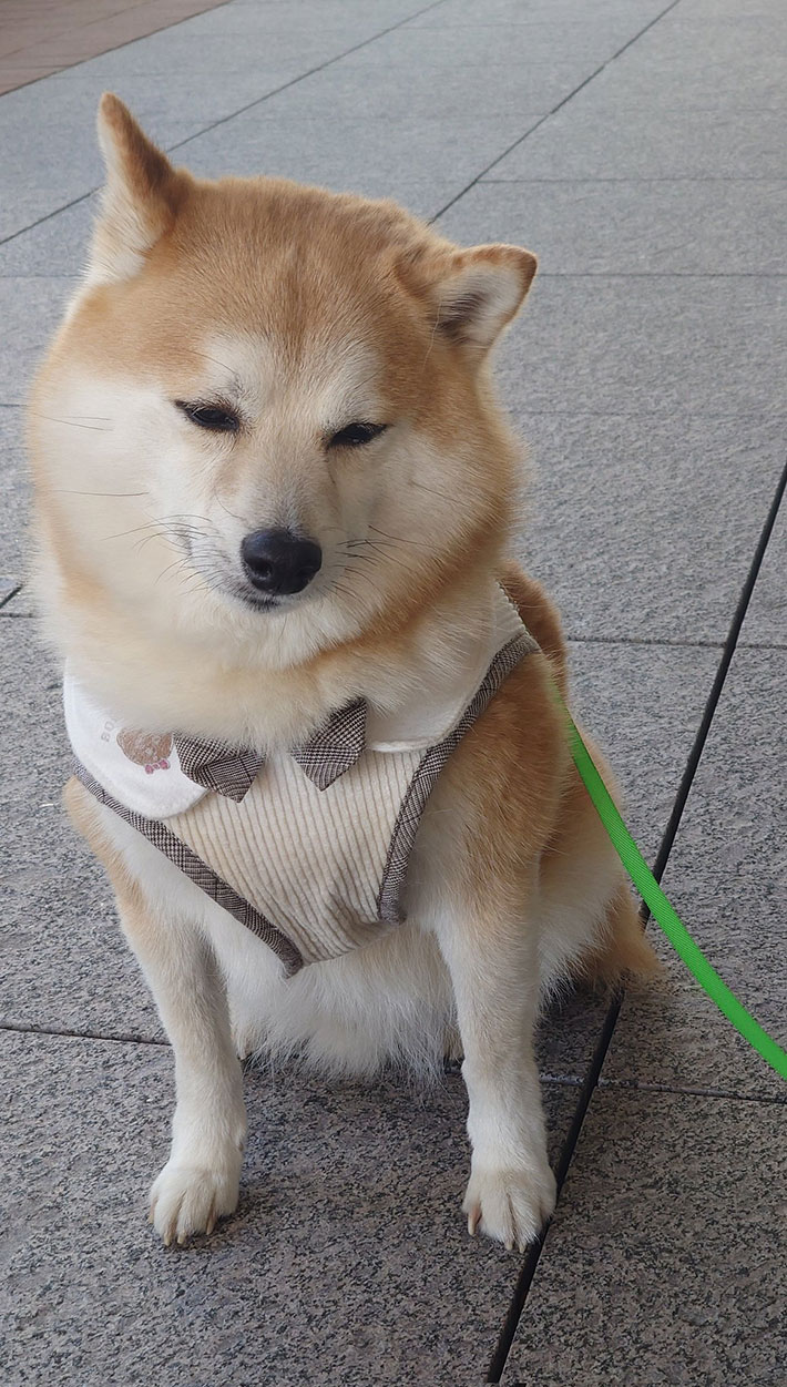 太っている柴犬は危険？適正体重の見分け方と寿命を延ばす最新減量法