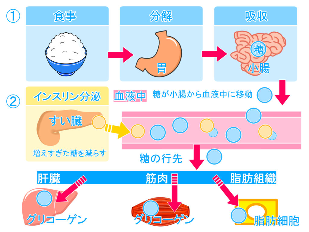 筋肉痛で体重が増えるのはなぜ？筋トレ翌日の体重増加とむくみの真相