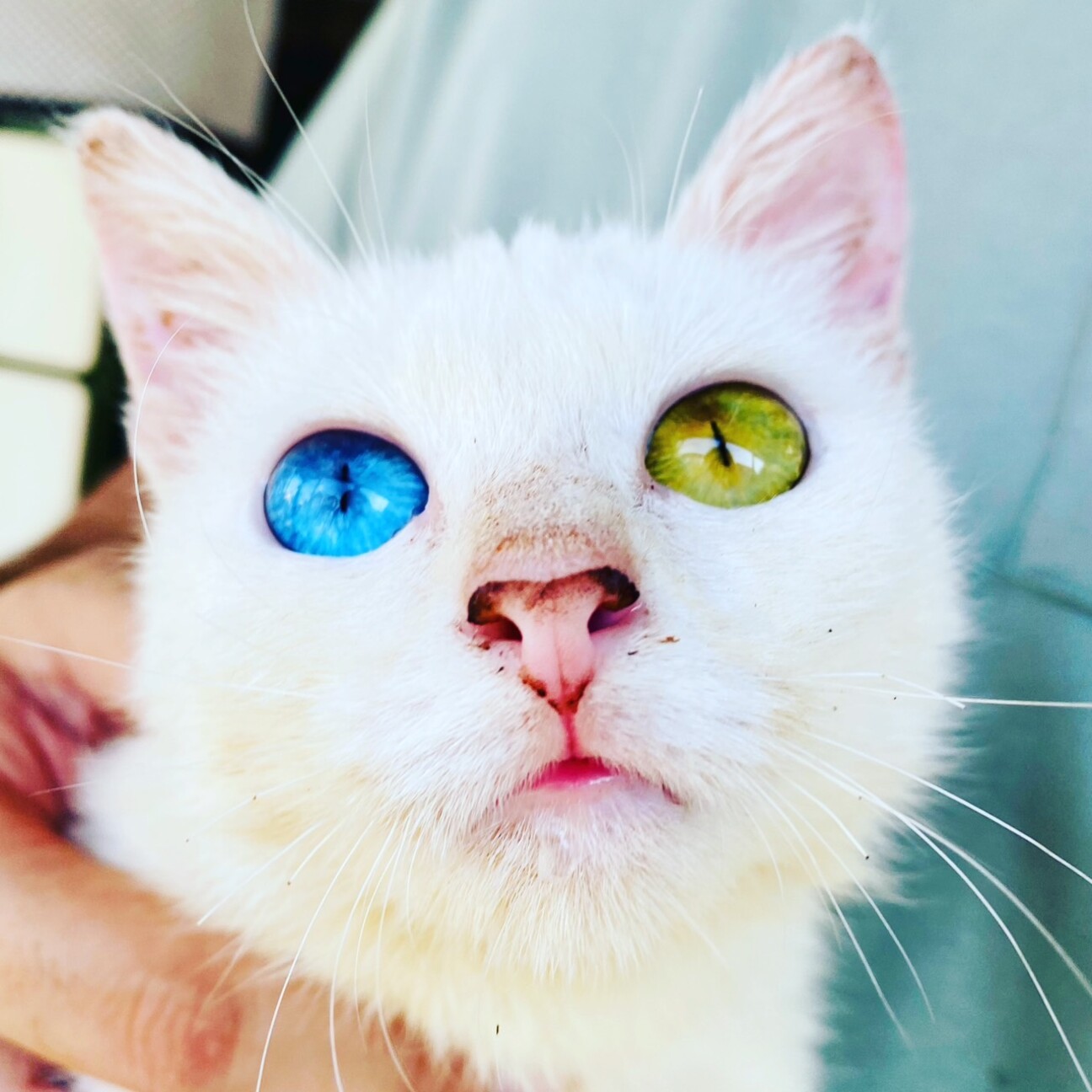 オッドアイ猫の里親になるには？難聴リスクと譲渡条件の真相
