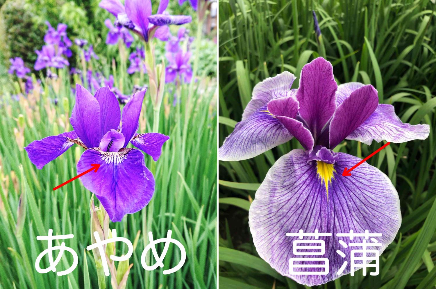 アヤメと菖蒲の違いを徹底解説！花びらと生育環境で見分ける極意