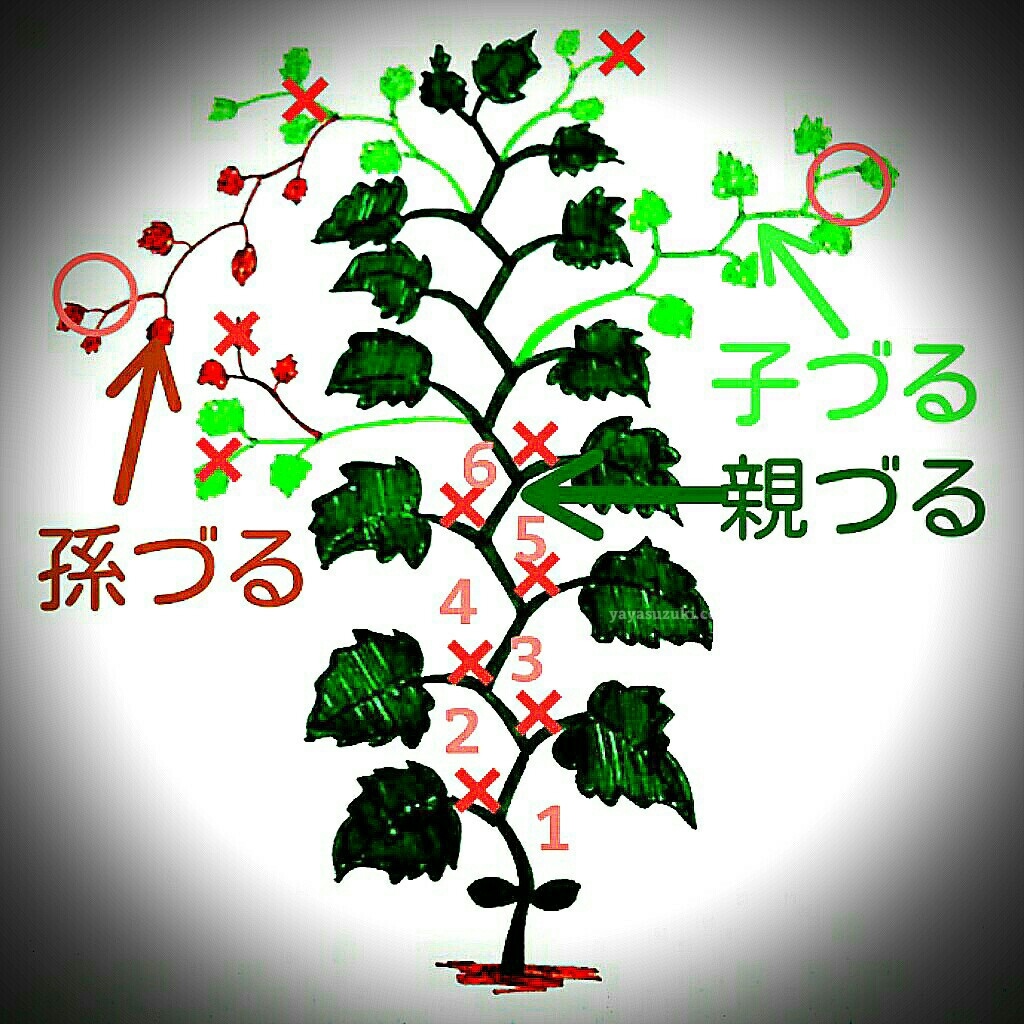 きゅうり栽培は摘芯で激変！収穫量を倍増させる親づる・子づるの整枝術
