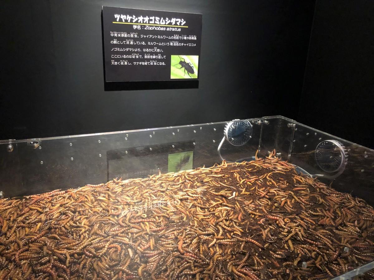 閲覧注意？話題のキモい生き物展の評判や見どころ・混雑状況を徹底解剖