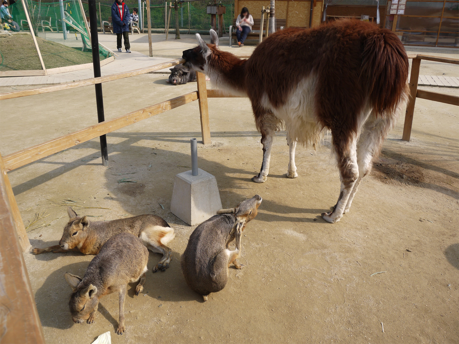 久山ふれあい動物園の料金や混雑は？カピバラ触れ合いと見どころ徹底解説