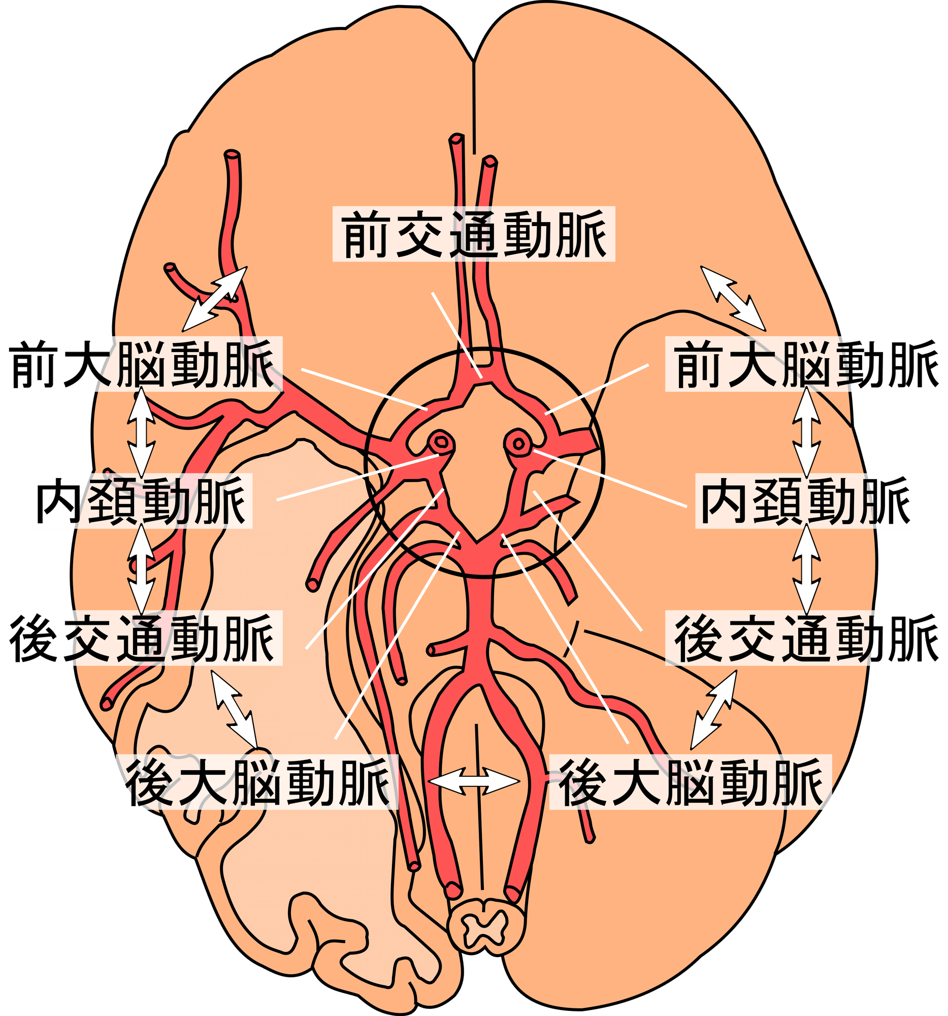 ウィリス動脈輪の構造と脳動脈瘤好発の謎｜血流の要を完全解明