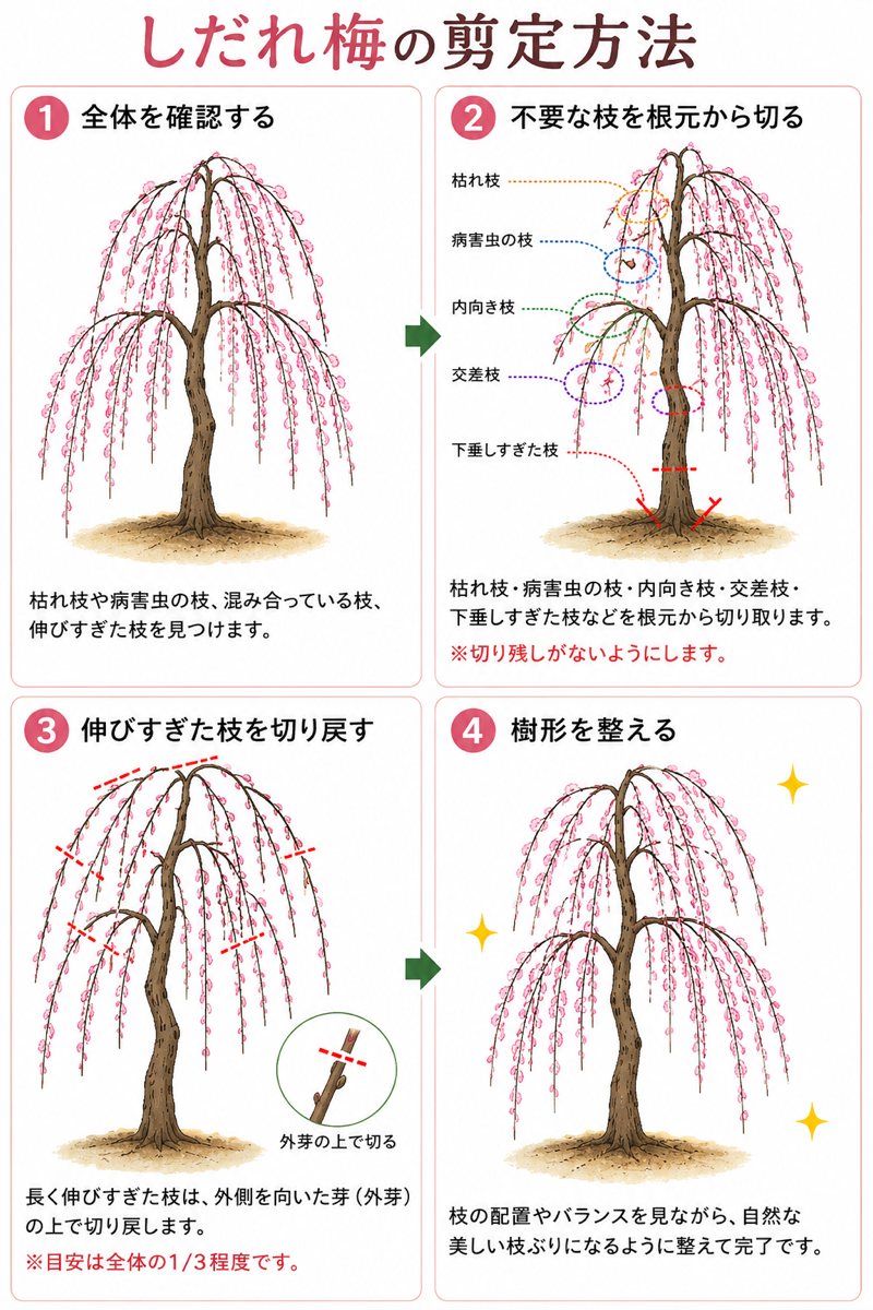 しだれ梅の剪定図解！切る枝の見極めと花が咲かない原因・手入れ完全版