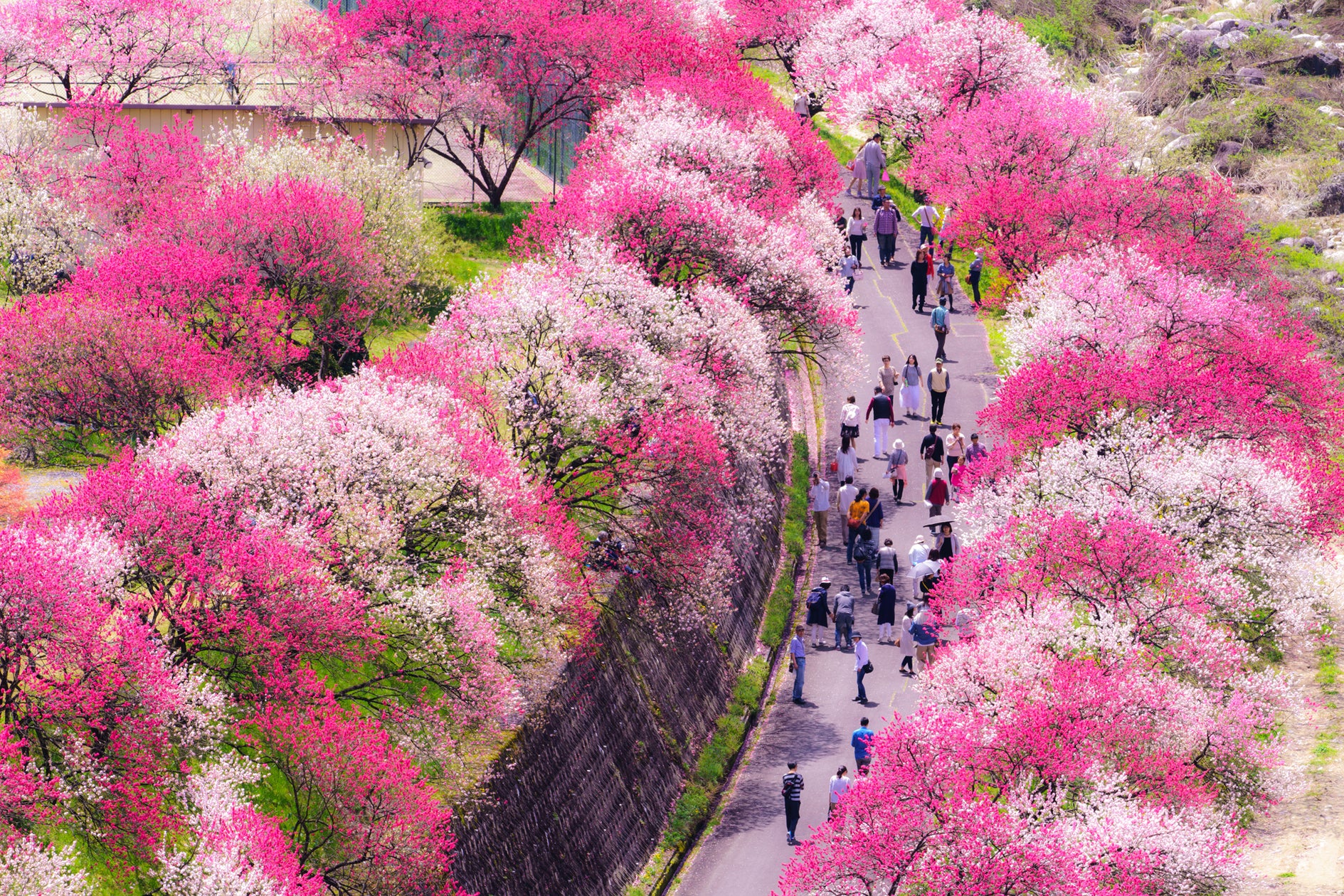 阿智村の花桃2026！見頃時期や開花状況と混雑回避の裏ワザ