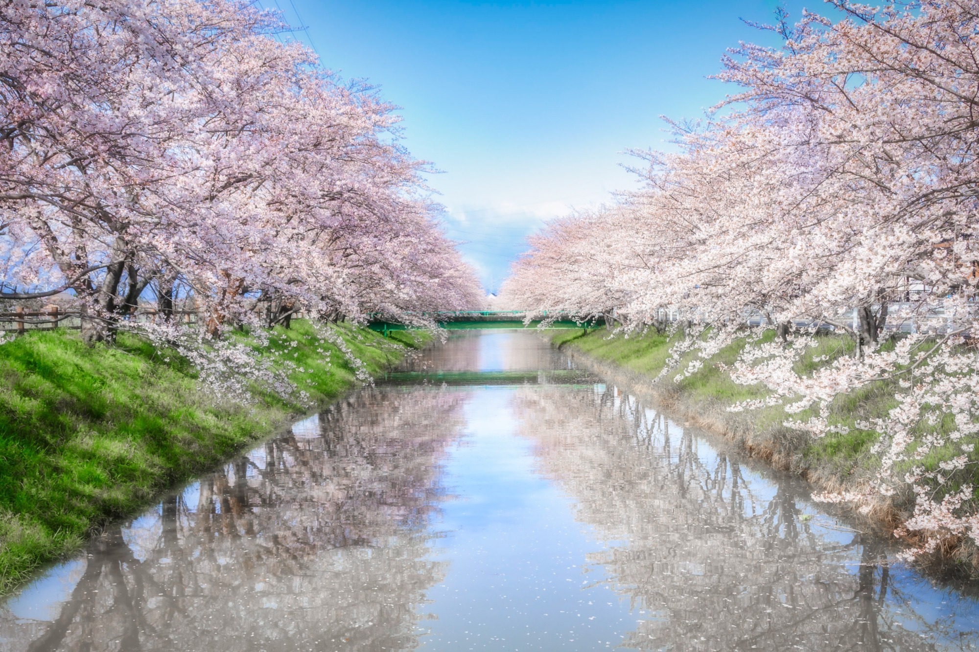 綺麗な桜の木イラスト特集！商用無料素材とプロ直伝の描き方【2026】