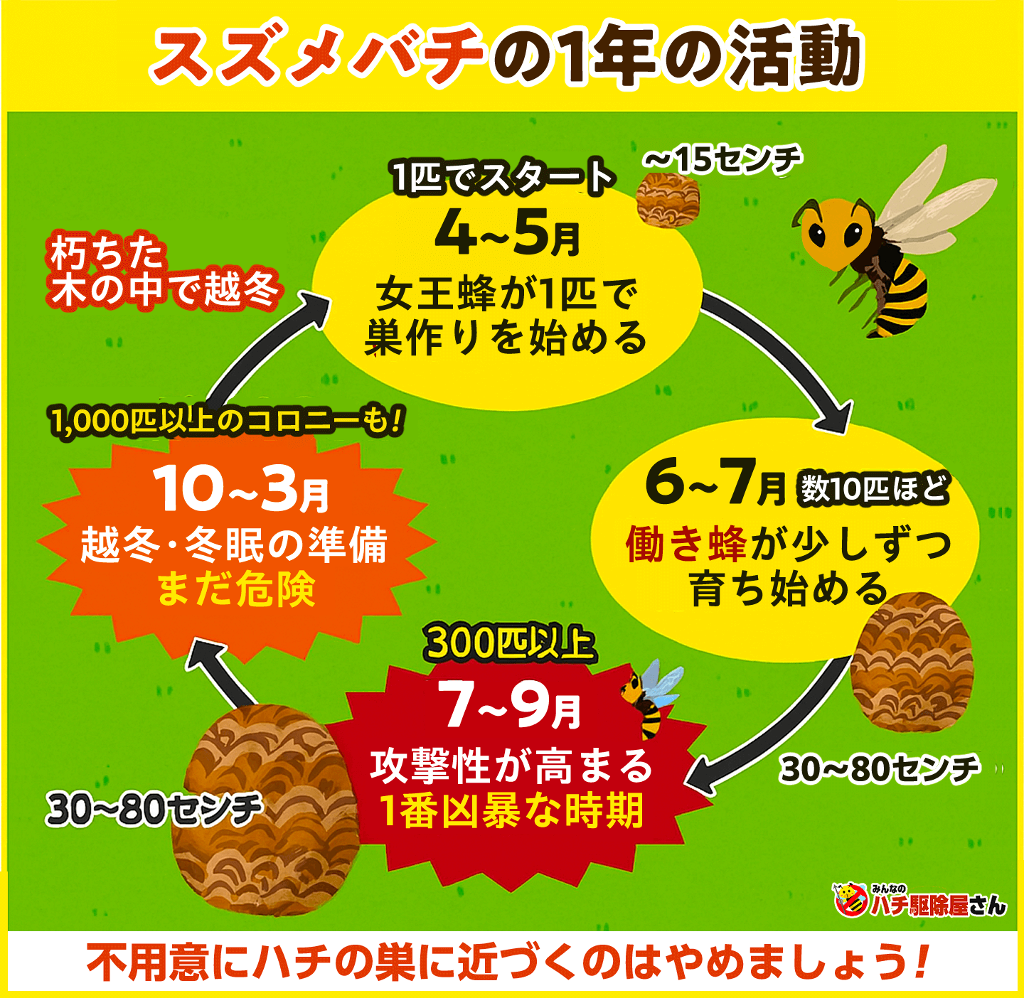 蜂の寿命はなぜ違う？女王蜂の越冬や針を刺した後の真実【2026年最新】