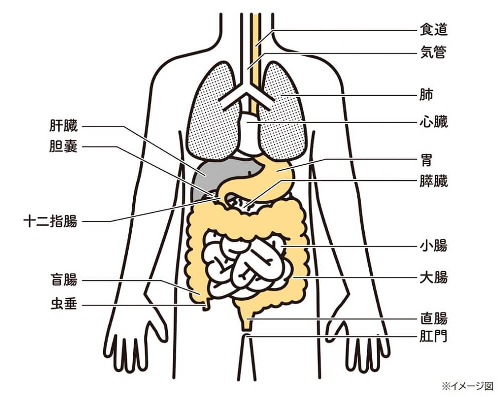 胃がチクチク痛い原因と危険度｜ストレスや胃潰瘍のサインと即効対処法