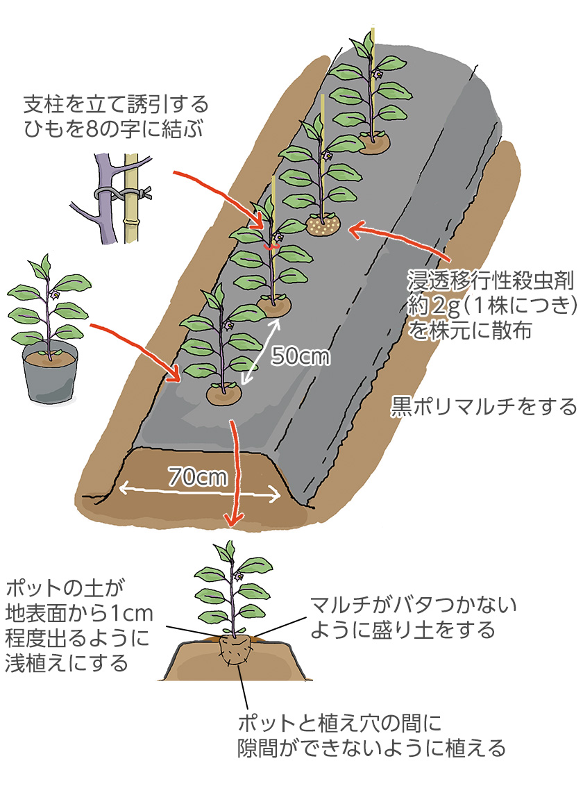 ナスの育て方完全ガイド｜初心者が失敗しないプランター栽培と豊作の極意