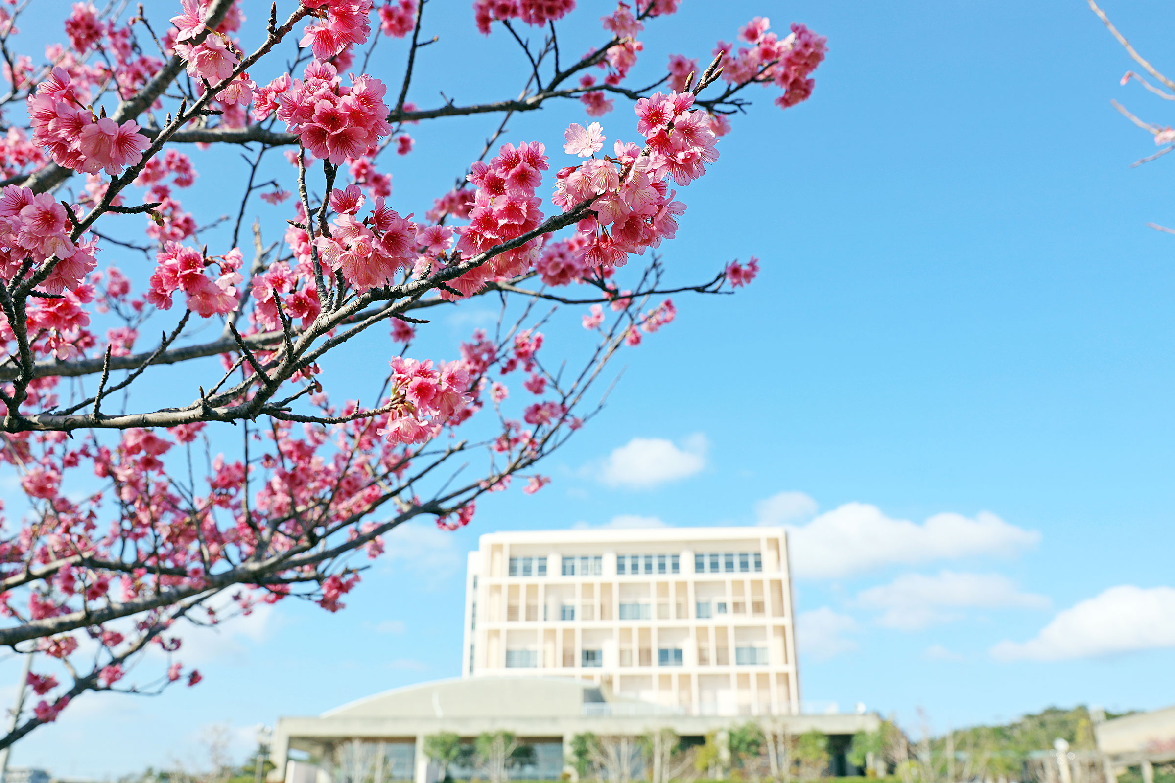 【2026年最前線】沖縄から世界を変える教育拠点へ——名 桜 大学が放つ圧倒的存在感と地方創生の新たな波