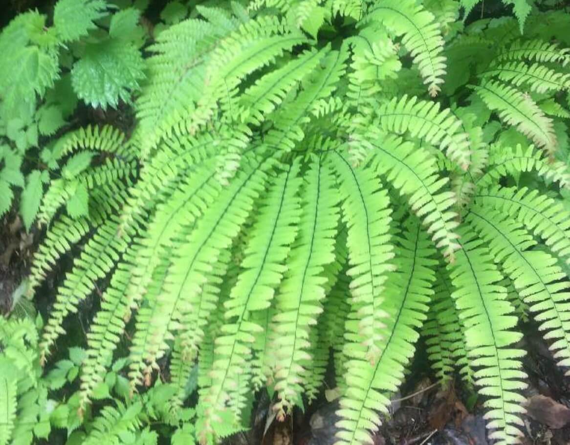 シダ植物とコケ植物の決定的な違いとは？進化と見分け方を徹底解剖