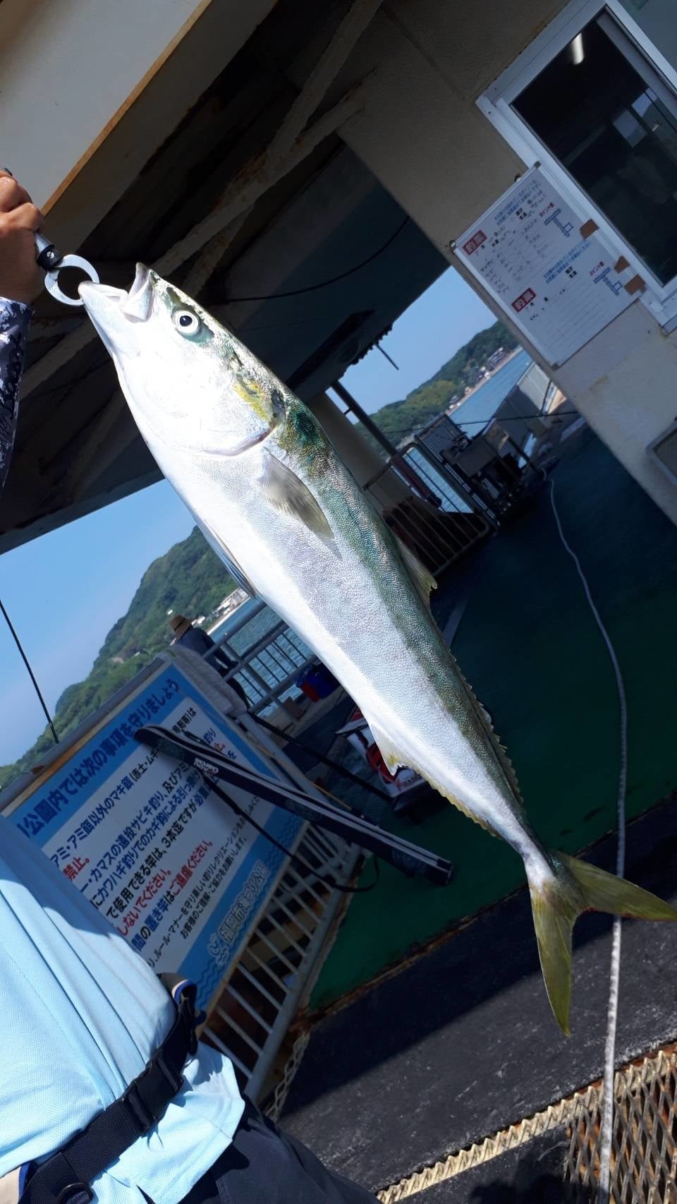 海釣り公園の釣果2026年最新速報！今釣れる魚種と混雑回避術