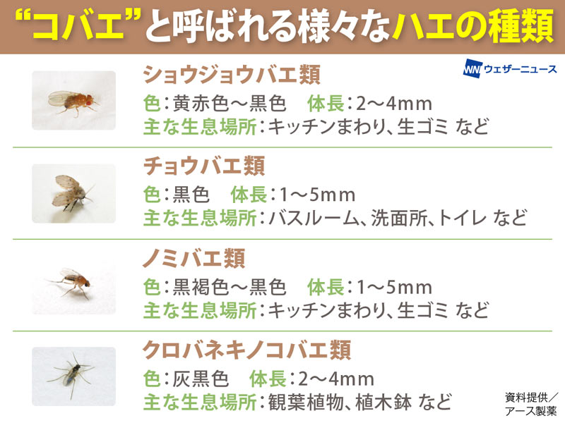 家中のコバエを全滅させる方法！発生源の特定と即効駆除の決定版