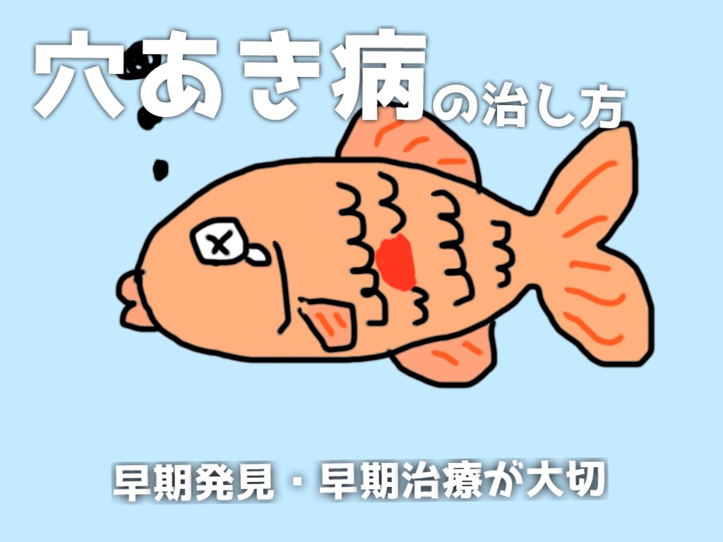 金魚やメダカの穴あき病を完全克服！エロモナス菌の治療と初期症状