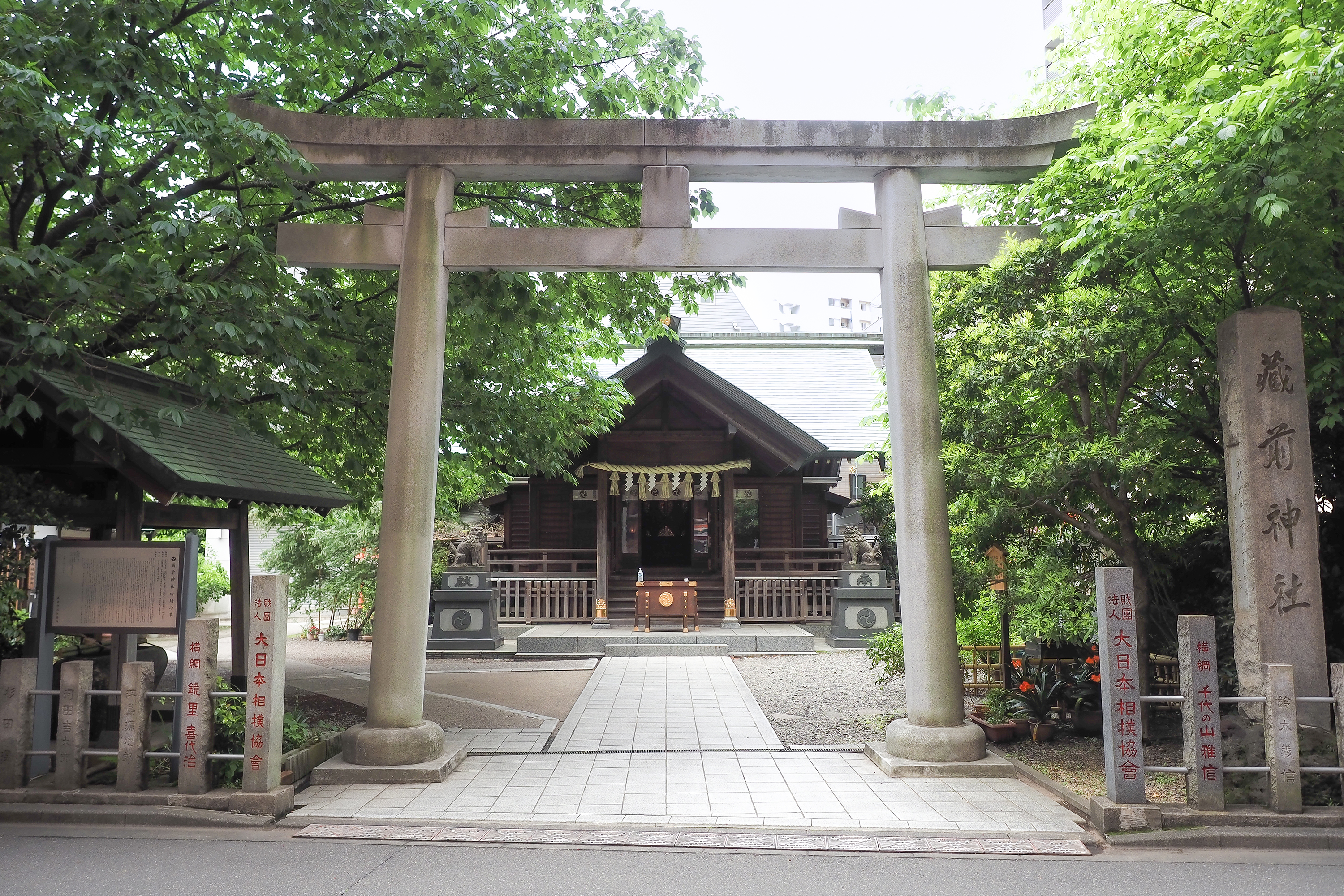ミモザと早咲き桜が彩る蔵前神社！話題の穴場と参拝時間を徹底解説