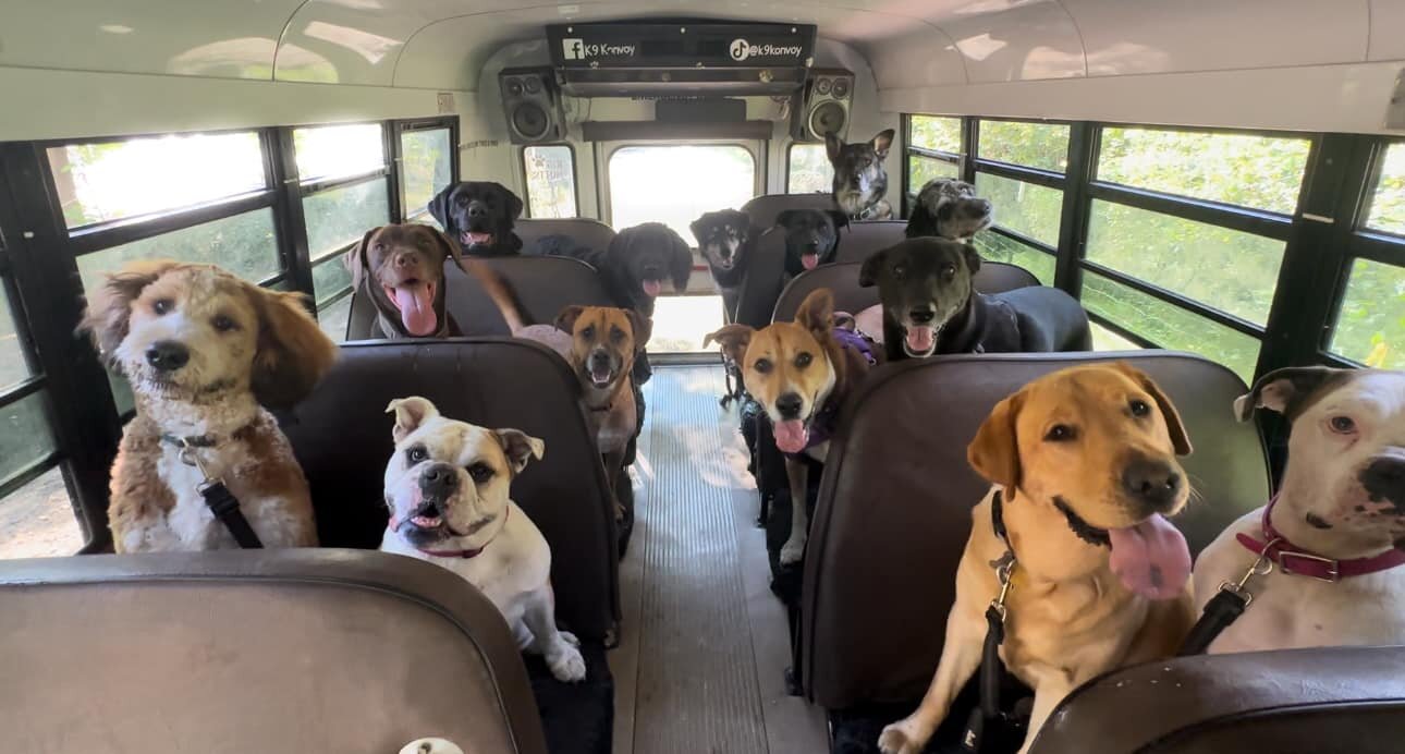 Are Dogs Allowed on the Bus