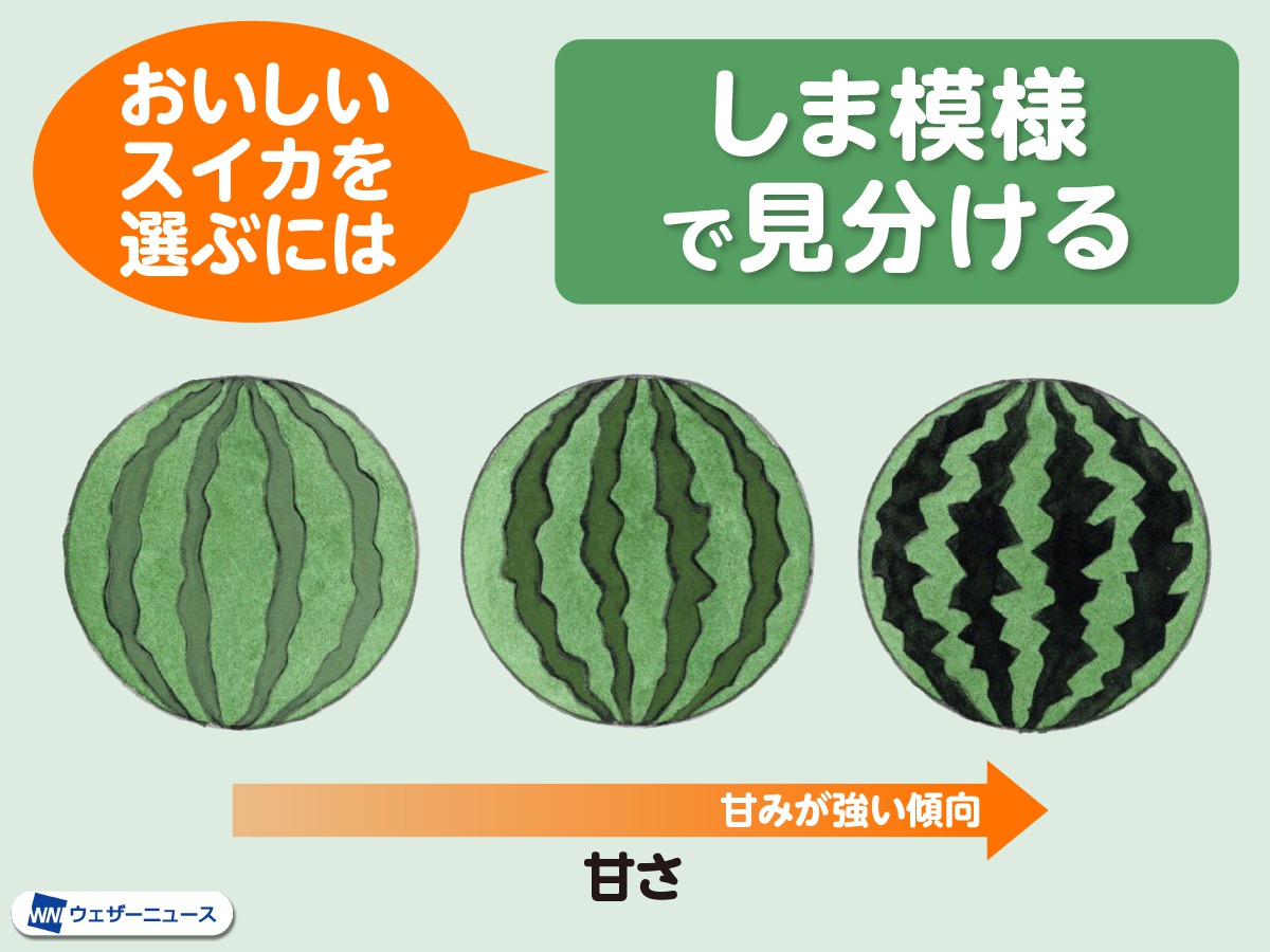 【2026年最新】美味しいスイカの見分け方！プロが教える完熟サイン
