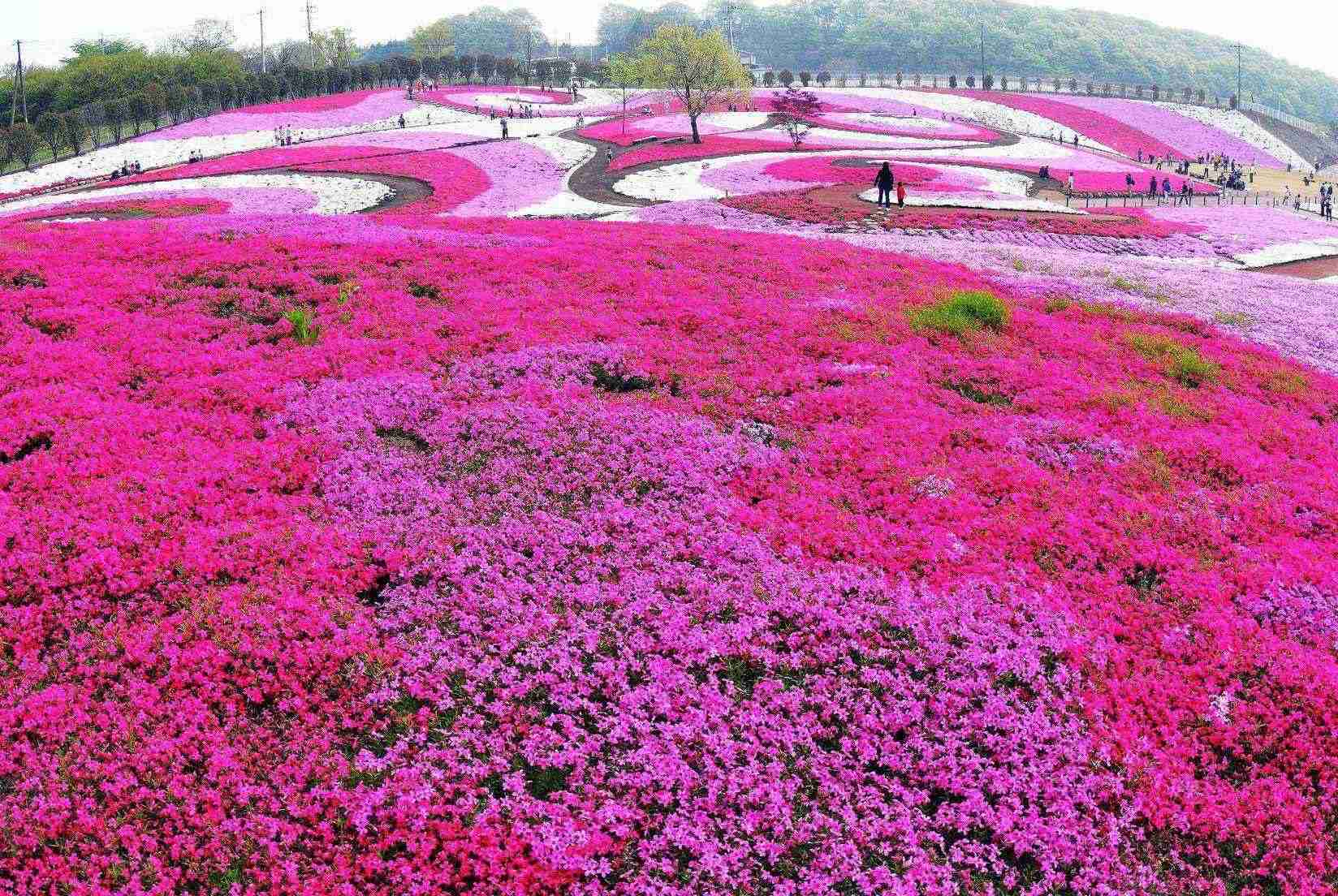みさと芝桜公園2026見頃・開花状況と混雑攻略！まつり完全ガイド