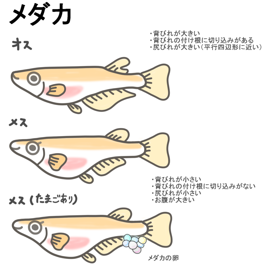メダカのオスとメスの違いはどこ？ヒレと上見で見抜く判別術と繁殖の極意