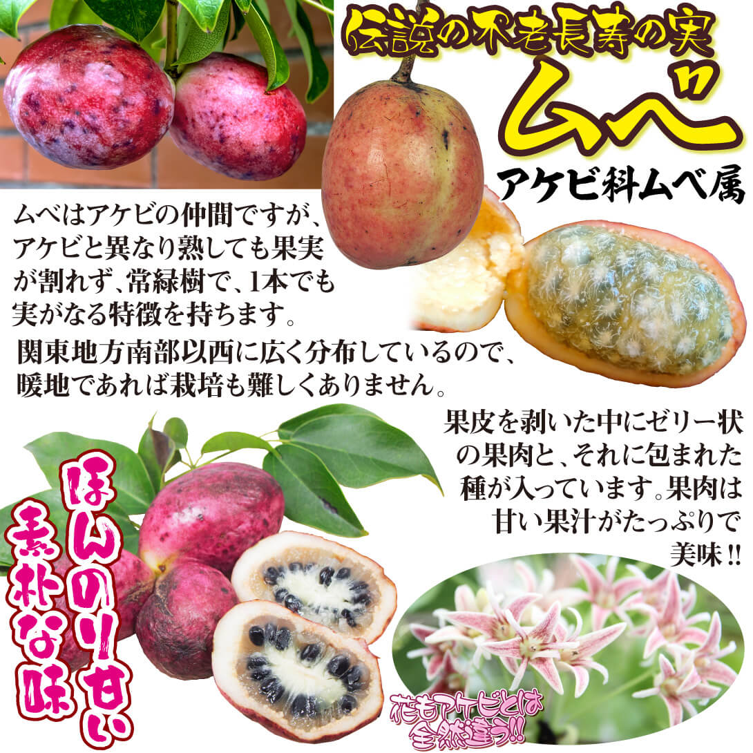 不老長寿の果実「ムベの実」徹底解説！アケビとの違いや食べ方・味の真相