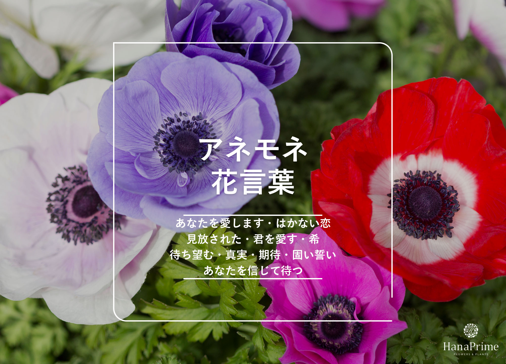 アネモネの花言葉は怖い？見捨てられた理由と色別の意味を徹底解剖