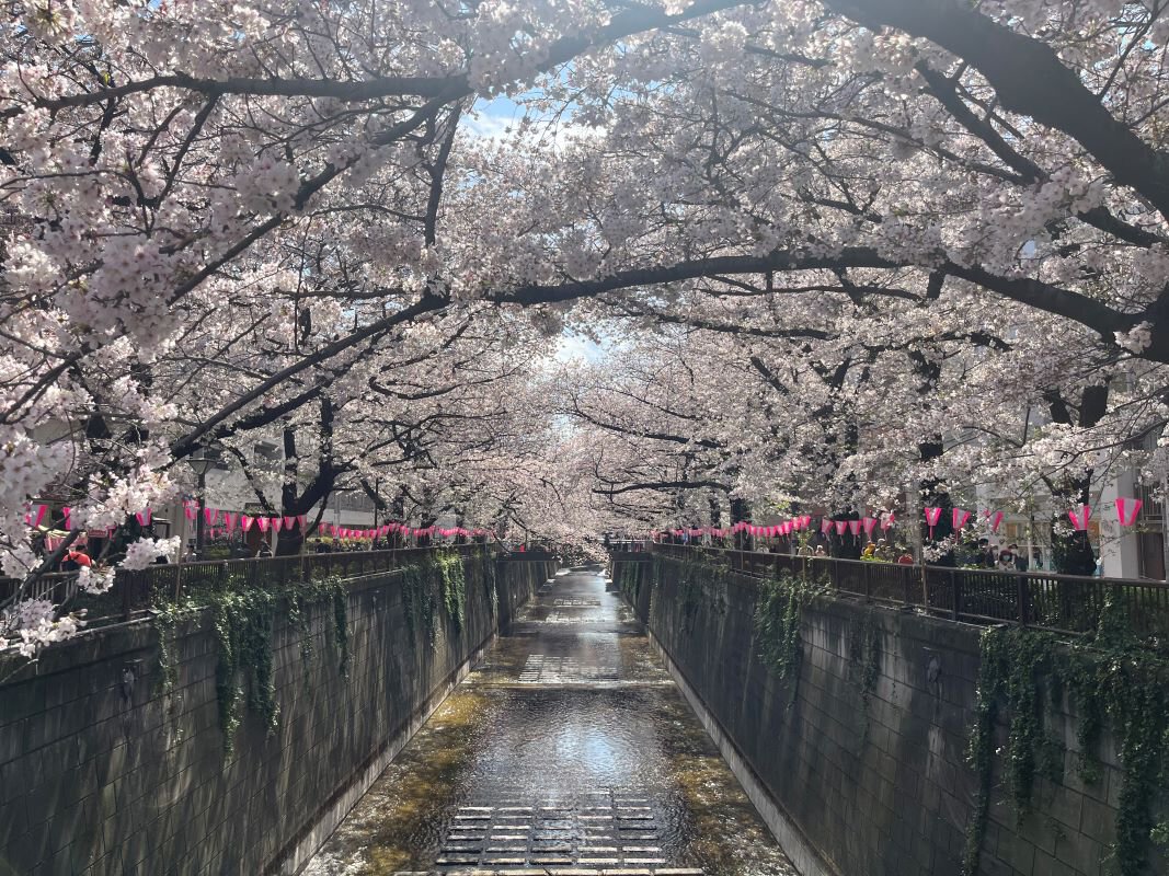 【2026最新】目黒川の桜満開予想！ライトアップや混雑回避ルート