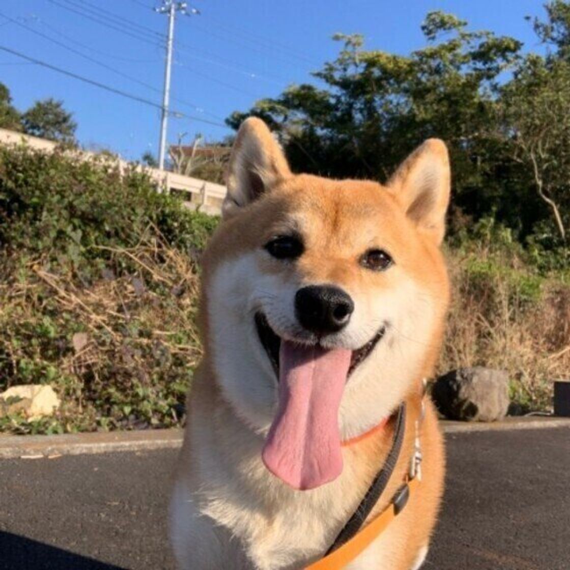 愛犬の舌が語るSos！しまい忘れの理由や色でわかる病気と危険サイン