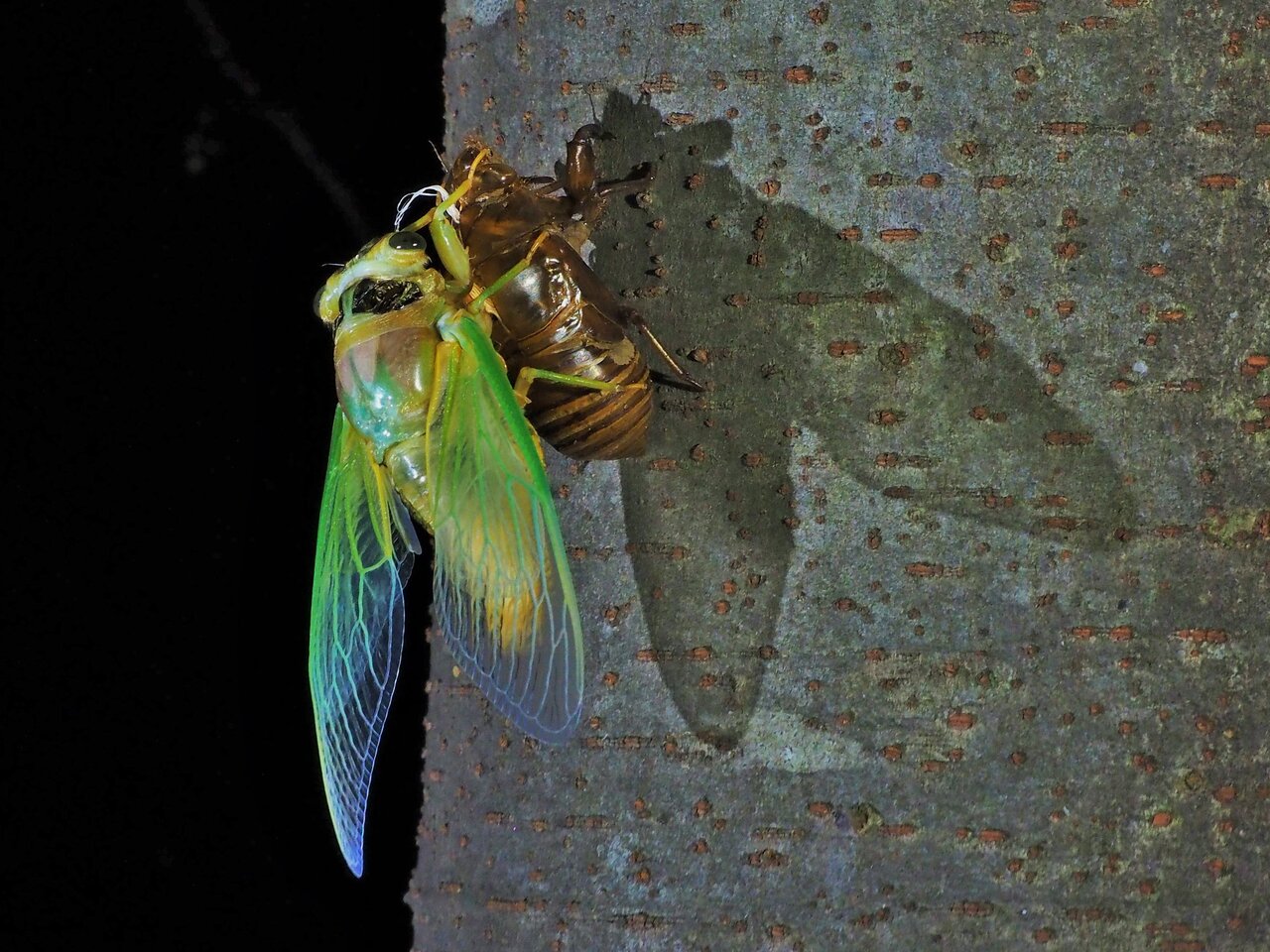セミの羽化はなぜ夜？神秘の時間帯と失敗を防ぐ自宅観察完全ガイド