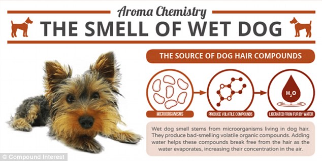 What Does Wet Dog Smell Like
